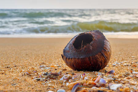 Coconut shell by the sea