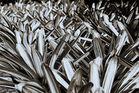 Plants in monochromeの写真素材