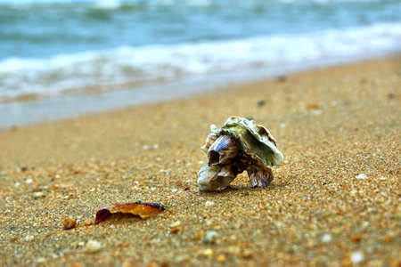 Shell by the water