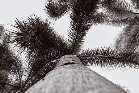 the branches of the tree in a monochrome imageの写真素材