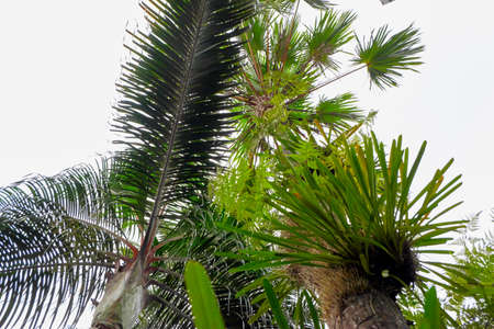 palm tree on a background of blue skyの写真素材