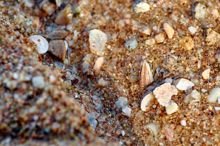 Small stones and fragments of shells on the wet sandの写真素材