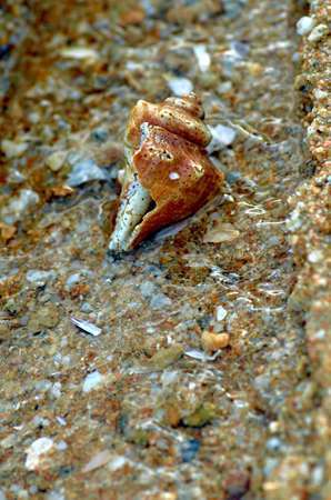 Shell on wet sand