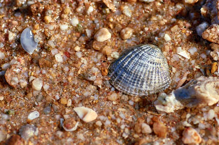 Shell on wet sandの写真素材
