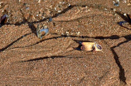 Shells on the sandの写真素材