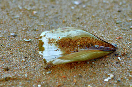 Shell close- up on the sand