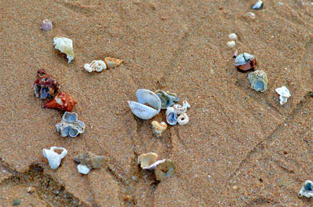 Shells on the sand