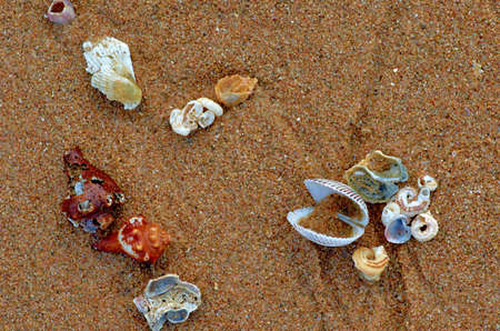 Shells on the sandの写真素材