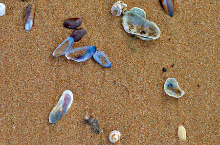 Shells on the sandの写真素材