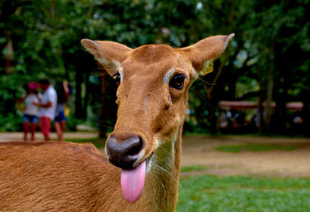 portrait of a deerの写真素材