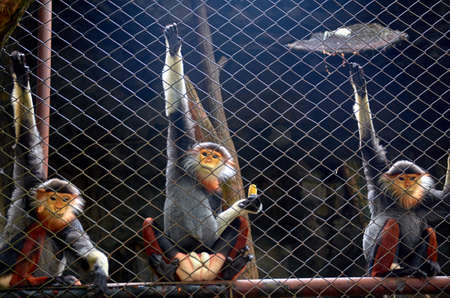 Monkey in a cageの写真素材