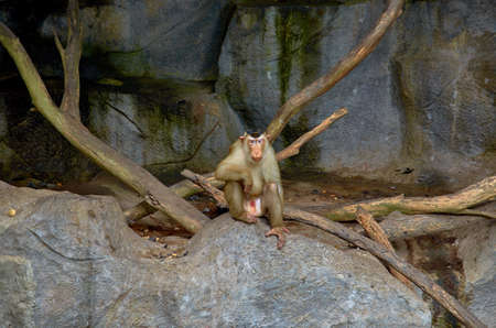Monkey in the zooの写真素材