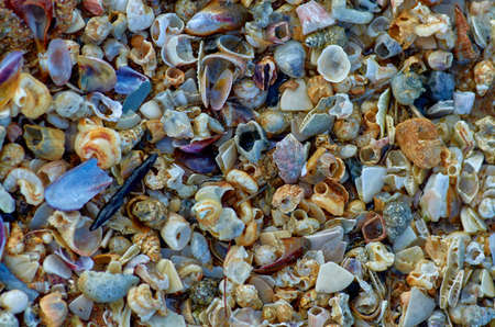 Lots of shellsの写真素材