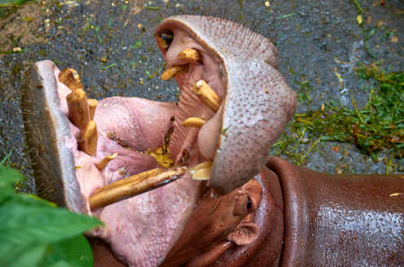 Hippo's throatの写真素材