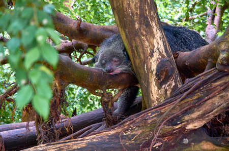 binturong on a treeの写真素材