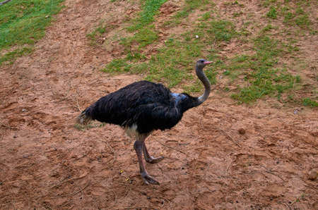 ostrich in zooの写真素材