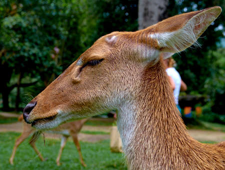 deer in the forestの写真素材