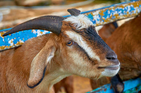 young goatの写真素材