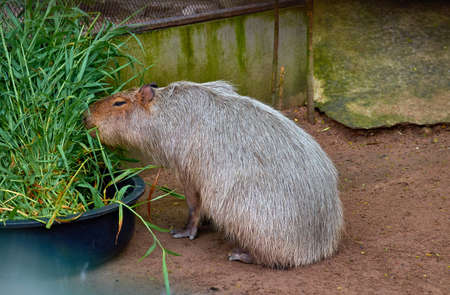 The capybara eats grassの写真素材