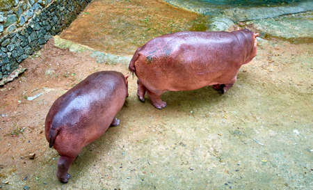 two hippopotamusの写真素材