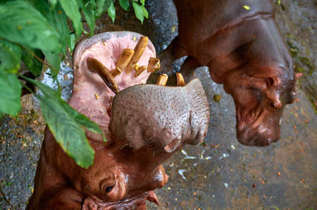 hippopotamus in the zooの写真素材