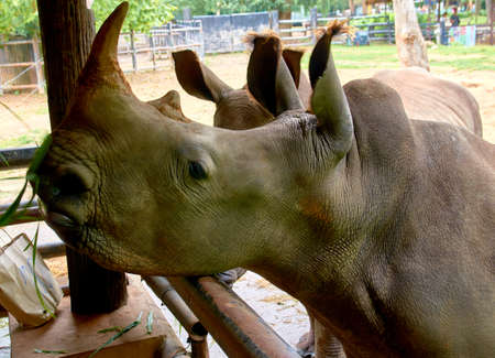 portrait of a rhinocerosの写真素材
