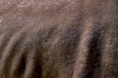 texture of a skinの写真素材