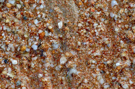 Wet sand with shellsの写真素材