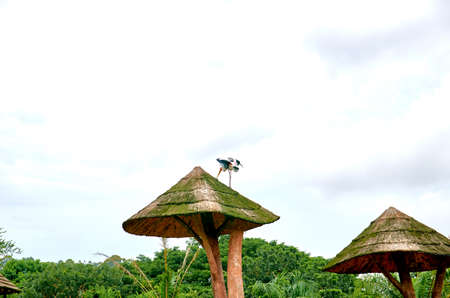 Stork on the roofの写真素材