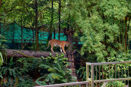 Tiger in the zoo