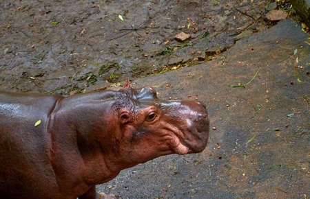 Hippo in the zooの写真素材