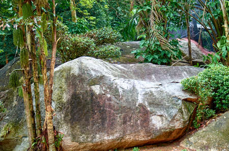 Stone in the jungleの写真素材