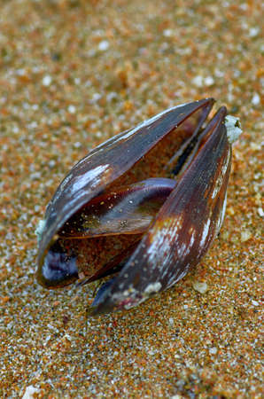 Shell on the sandの写真素材