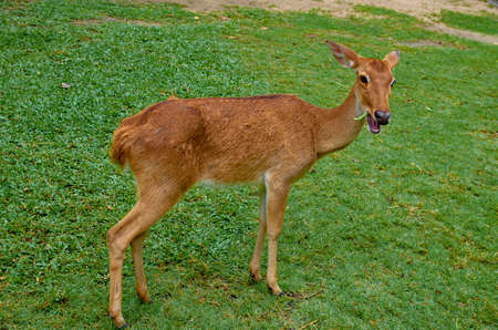 Deer in the pastureの写真素材