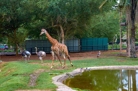 giraffe and ostrich in the zooの写真素材