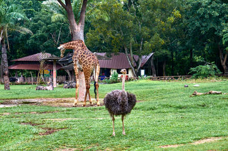 giraffe and ostrich in the zooの写真素材