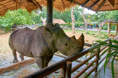 Rhinoceros under the roofの写真素材