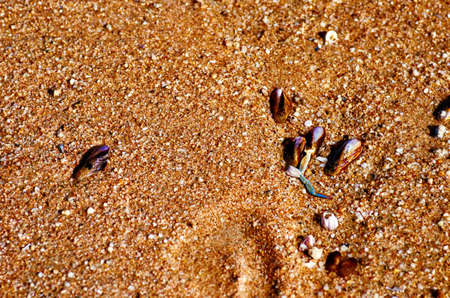 sea shells on the beachの写真素材