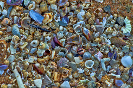 sea shells on the beachの写真素材