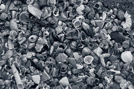 black- and- white background made of shellsの写真素材
