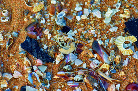 seashells near the sea on the sandの写真素材