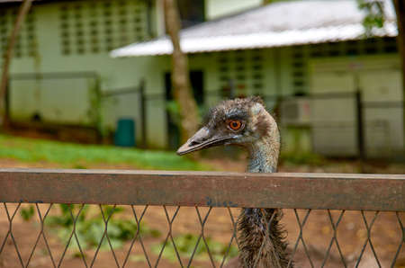 The head of the birdの写真素材