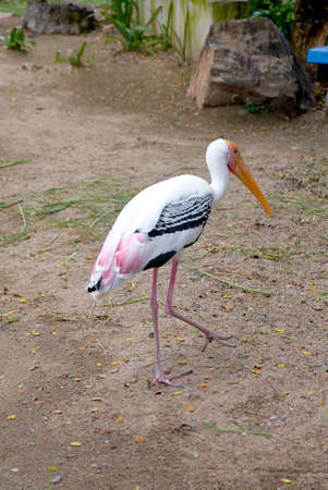 Big bird walks around the zooの写真素材