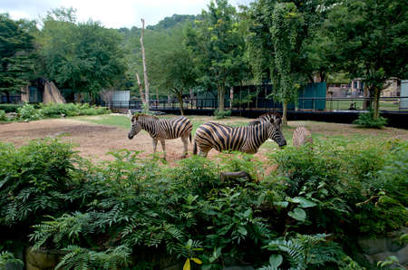 Zebras grazing in a zoo in Asiaの写真素材