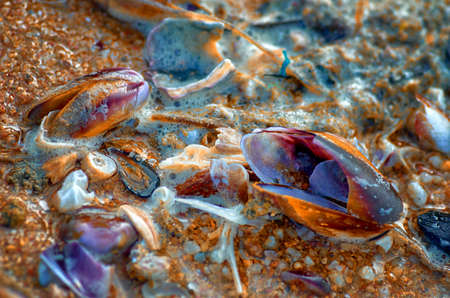 Shells in the water on the sand