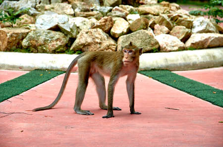 Monkey in the parkの写真素材