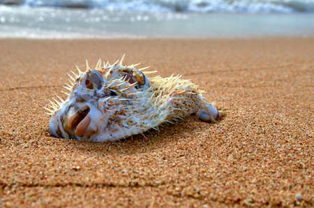 fish in the sandの写真素材