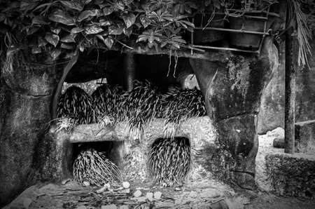 Animal sleepの写真素材