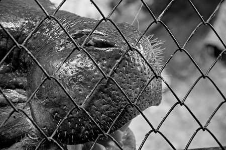Behemoth behind the fenceの写真素材