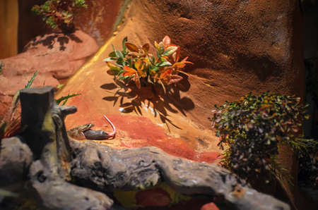 Snake lunch at the zooの写真素材